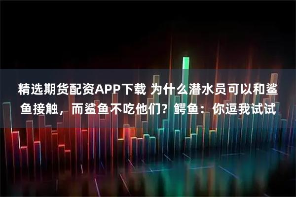 精选期货配资APP下载 为什么潜水员可以和鲨鱼接触，而鲨鱼不吃他们？鳄鱼：你逗我试试